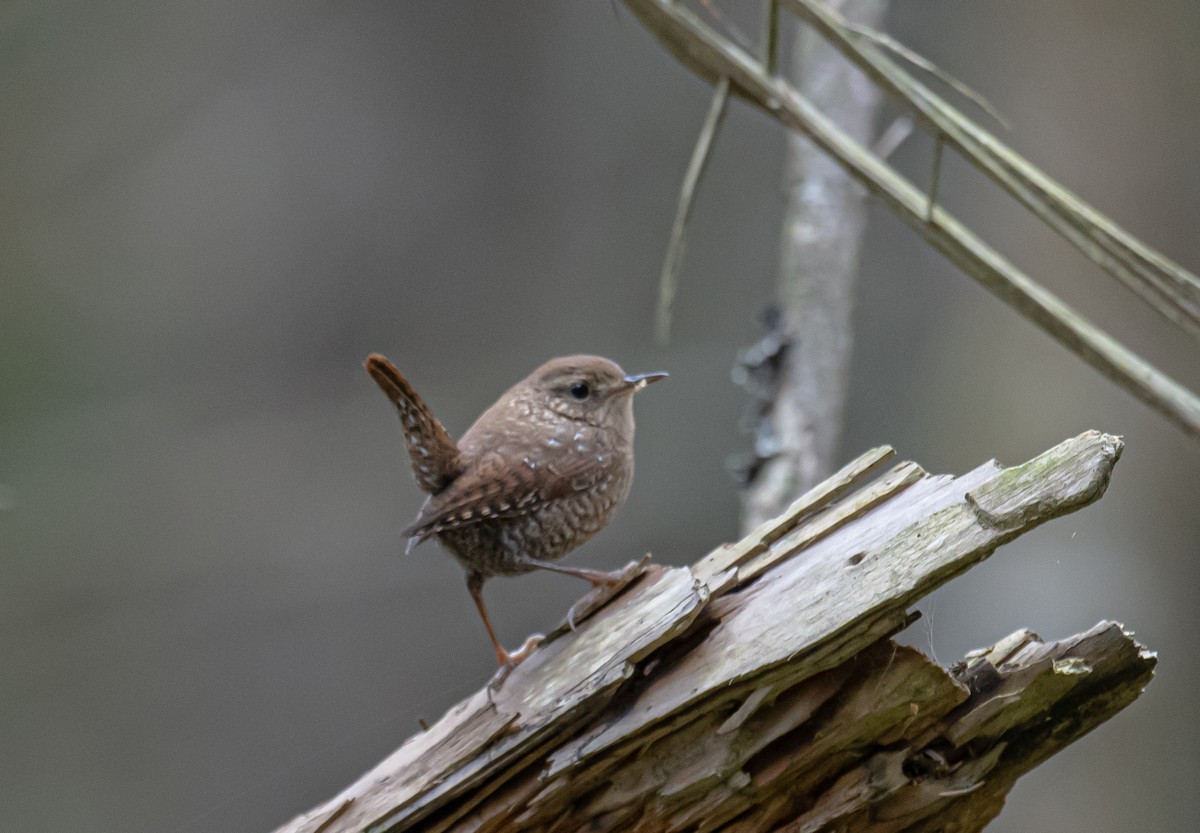 Winter Wren - ML609934484