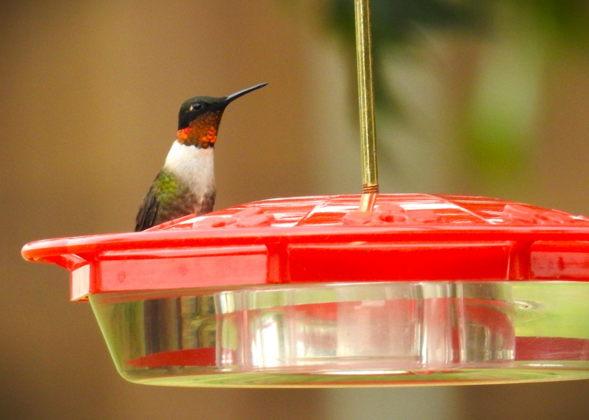 Ruby-throated Hummingbird - ML609934537
