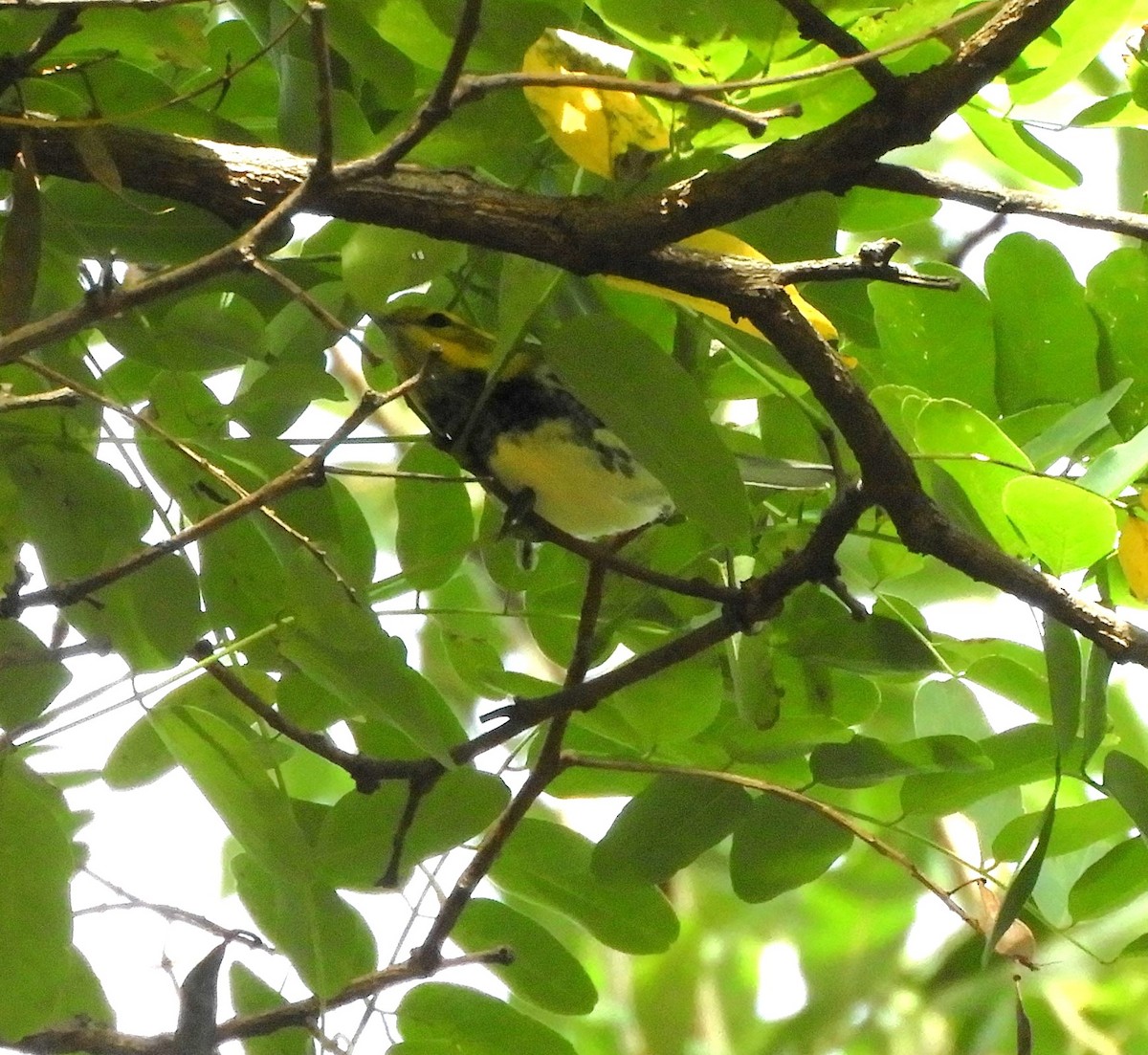 Black-throated Green Warbler - ML609934555