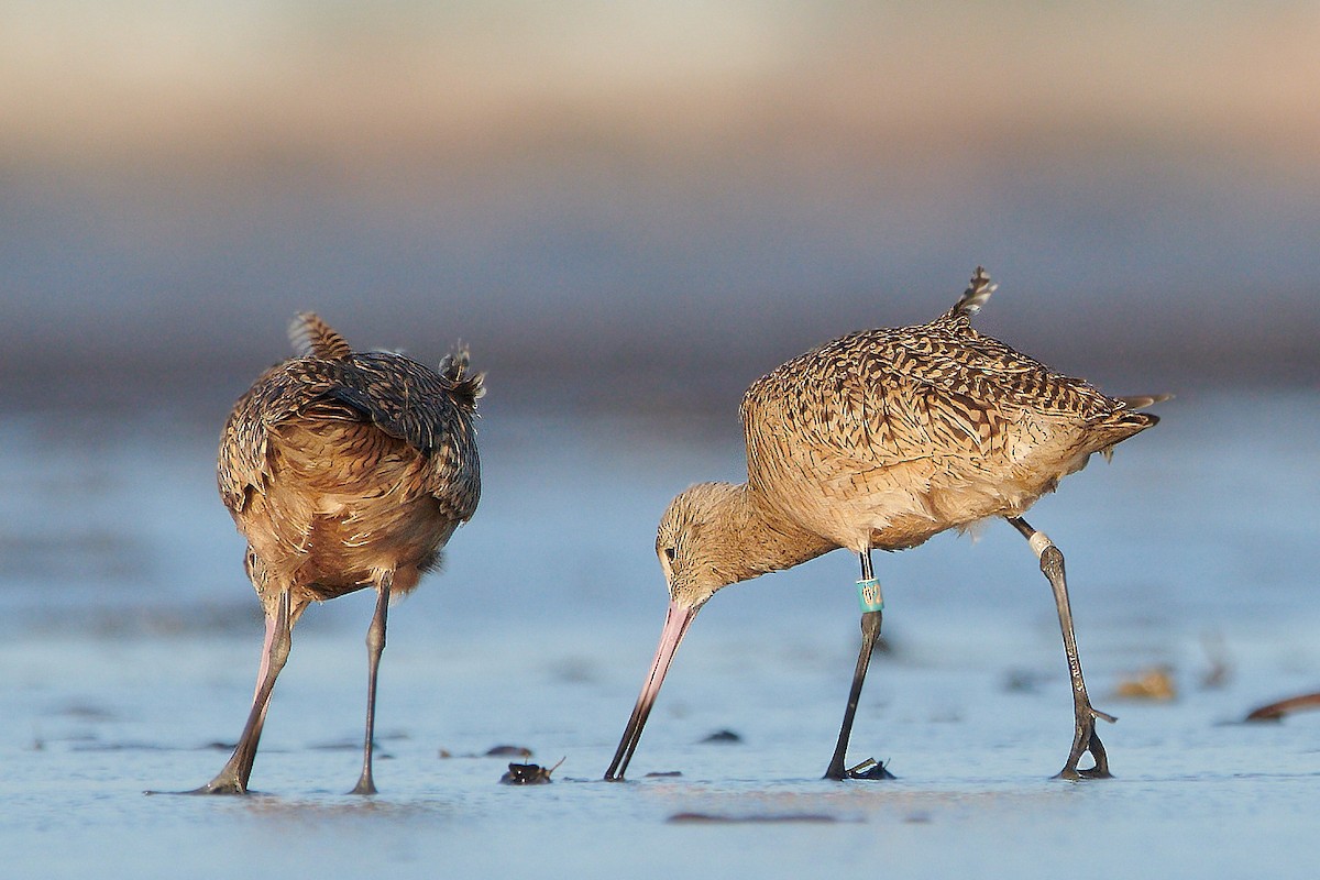 Marbled Godwit - ML609934682