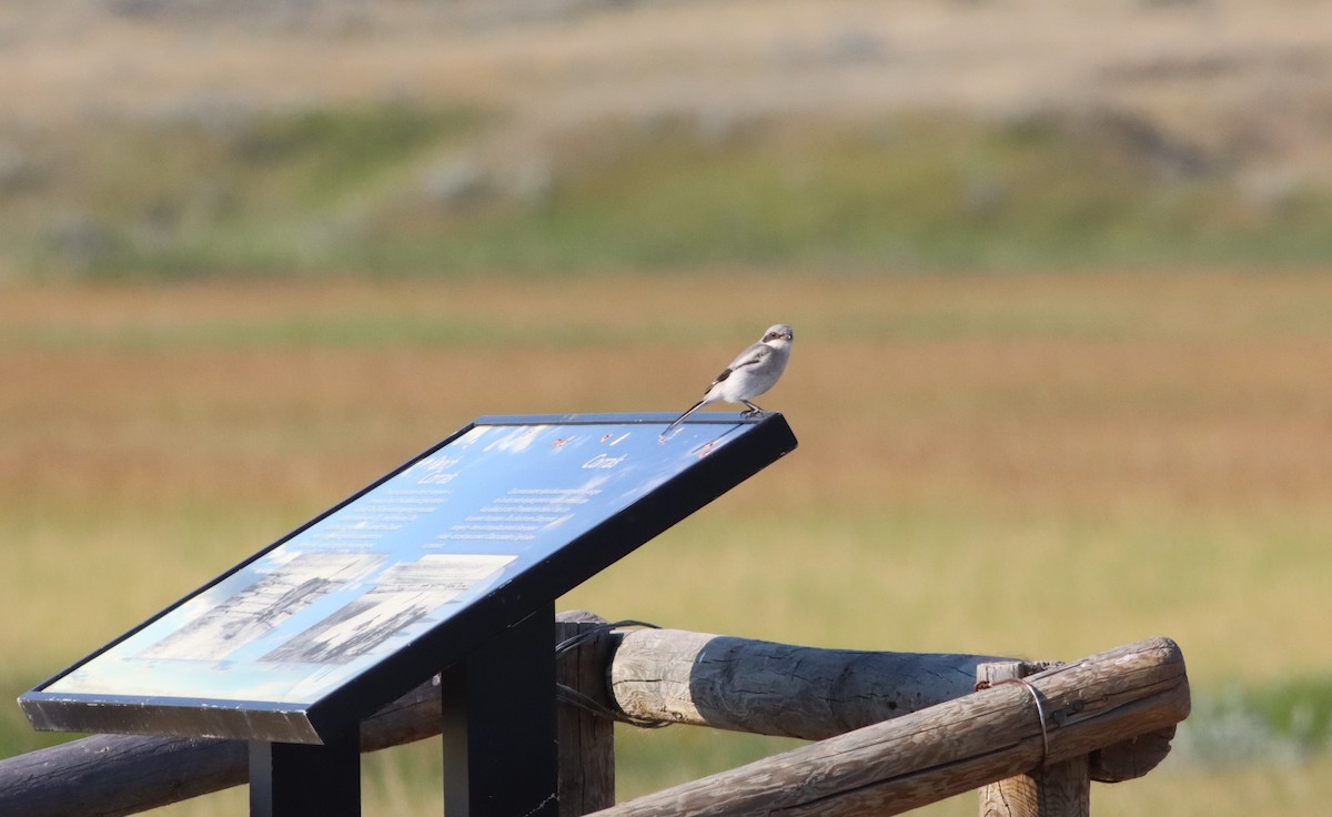 Loggerhead Shrike - Thomas Plath