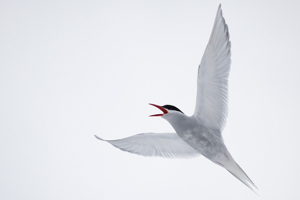 Antarctic Tern - ML609934802