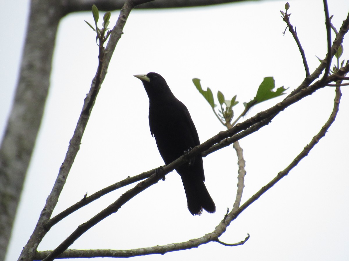 Red-rumped Cacique - Marcos Antônio de Souza