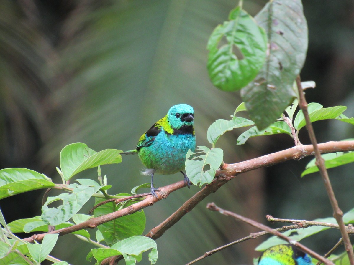 Green-headed Tanager - Marcos Antônio de Souza