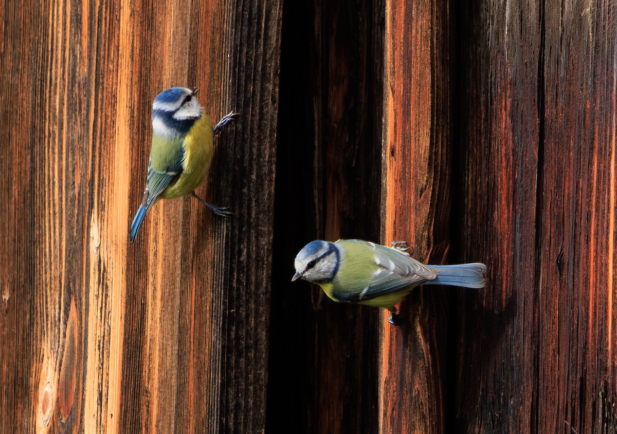 Eurasian Blue Tit - ML609934829