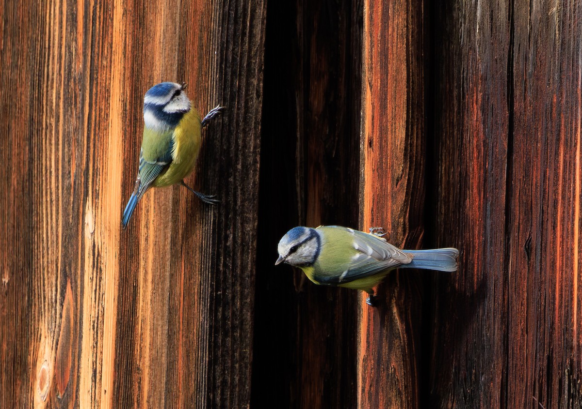 Mésange bleue - ML609934829