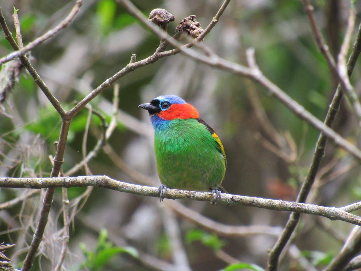 Red-necked Tanager - Marcos Antônio de Souza