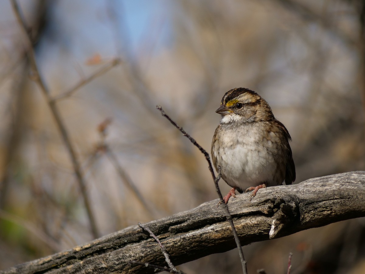 White-throated Sparrow - ML609934854