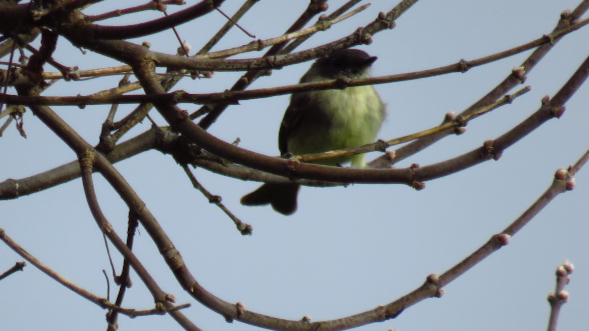 Eastern Phoebe - ML609934858