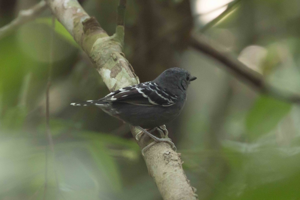 Common Scale-backed Antbird - Linda Rudolph