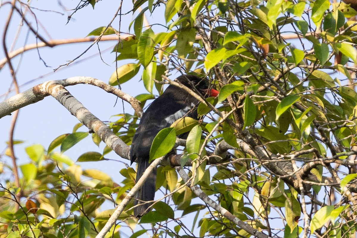 Black Nunbird - ML609934883