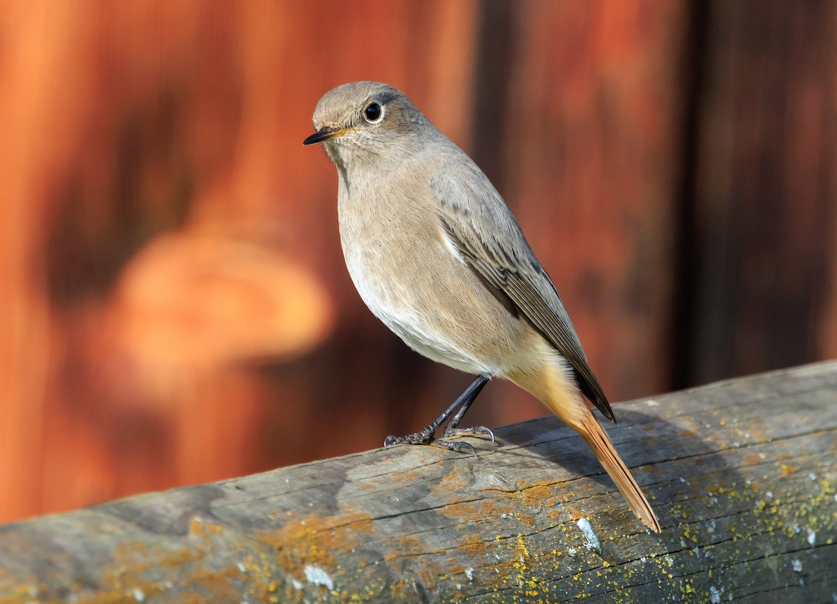 Black Redstart - ML609934886