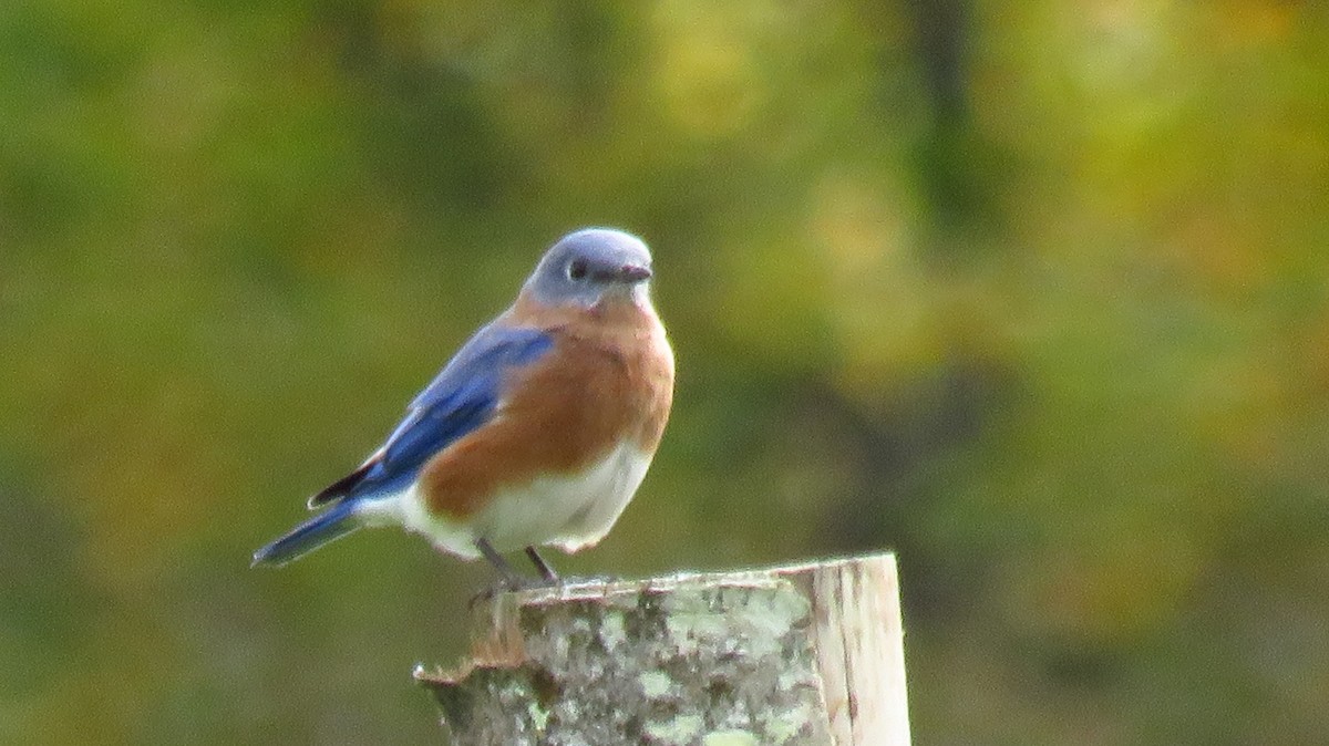 Eastern Bluebird - ML609934890
