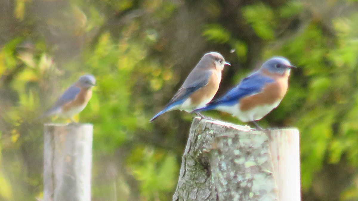 Eastern Bluebird - ML609934891