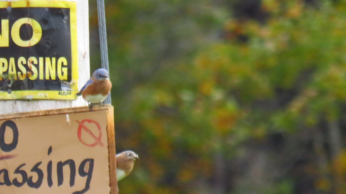 Eastern Bluebird - ML609934892