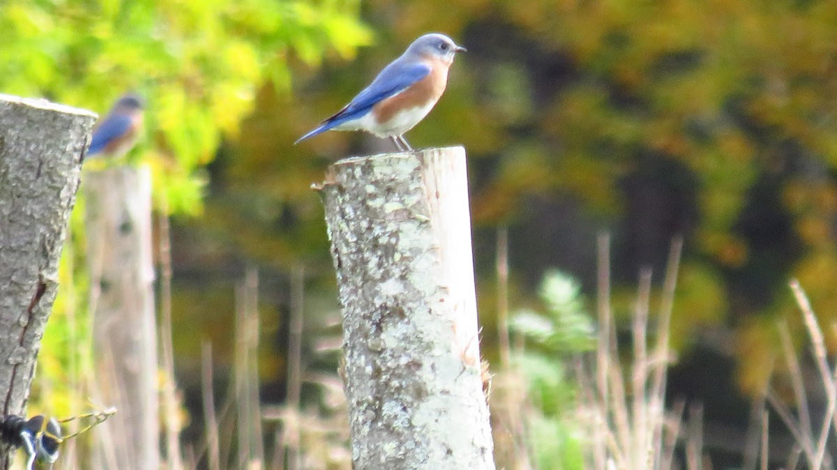 Eastern Bluebird - ML609934893