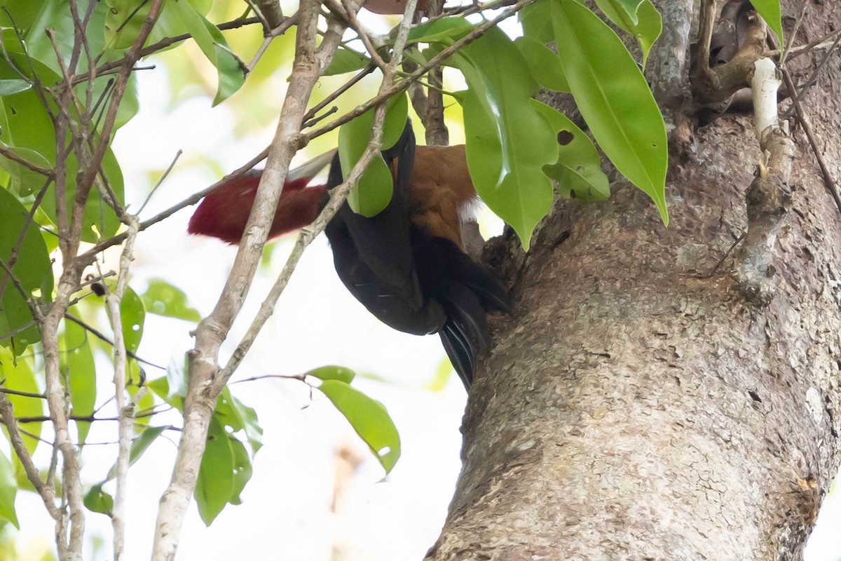 Red-necked Woodpecker - ML609934902