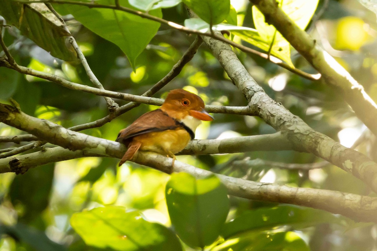 Collared Puffbird - ML609934905