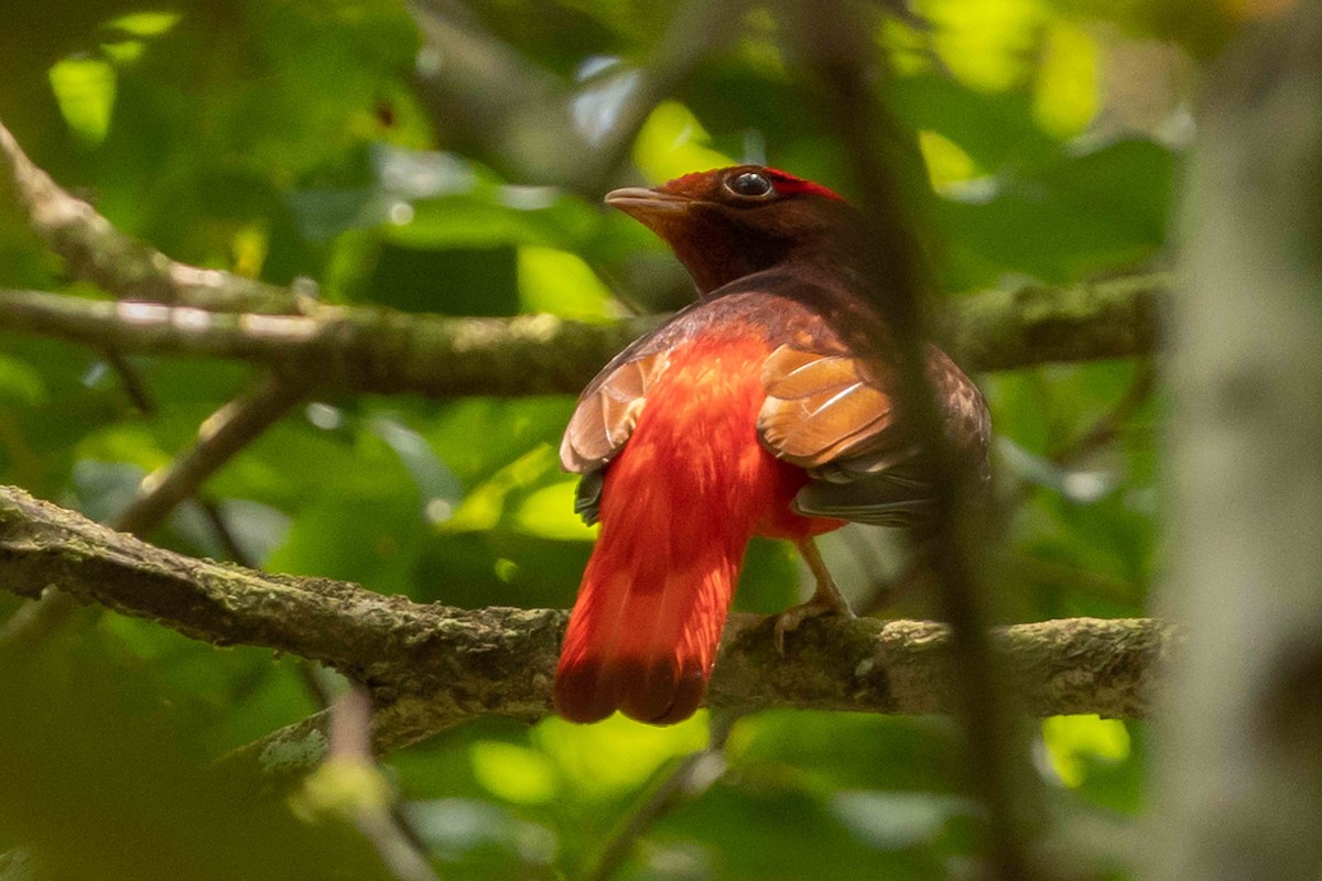 Guianan Red-Cotinga - ML609934944