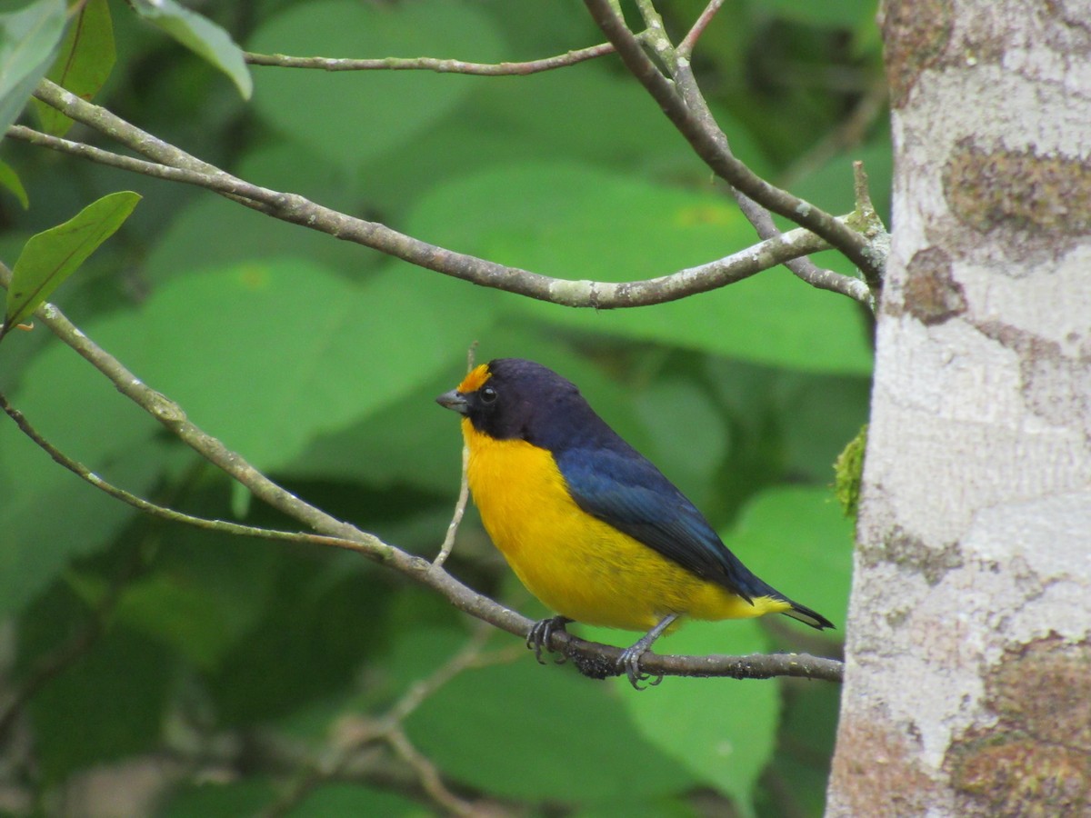 Violaceous Euphonia - Marcos Antônio de Souza