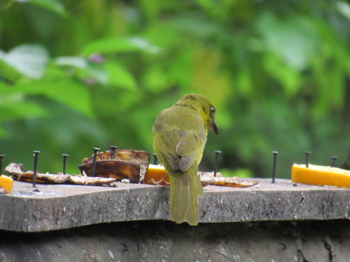 Olive-green Tanager - Marcos Antônio de Souza