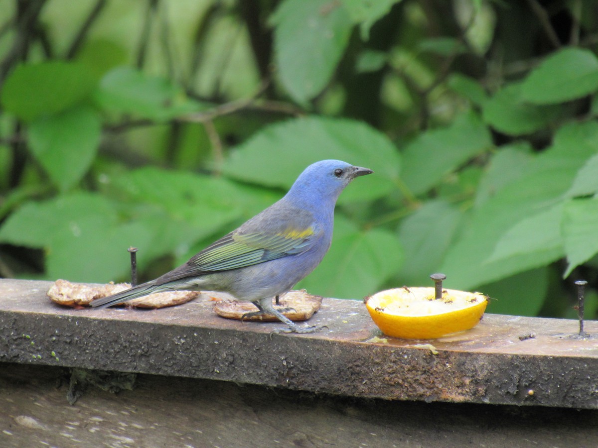 Golden-chevroned Tanager - ML609935239