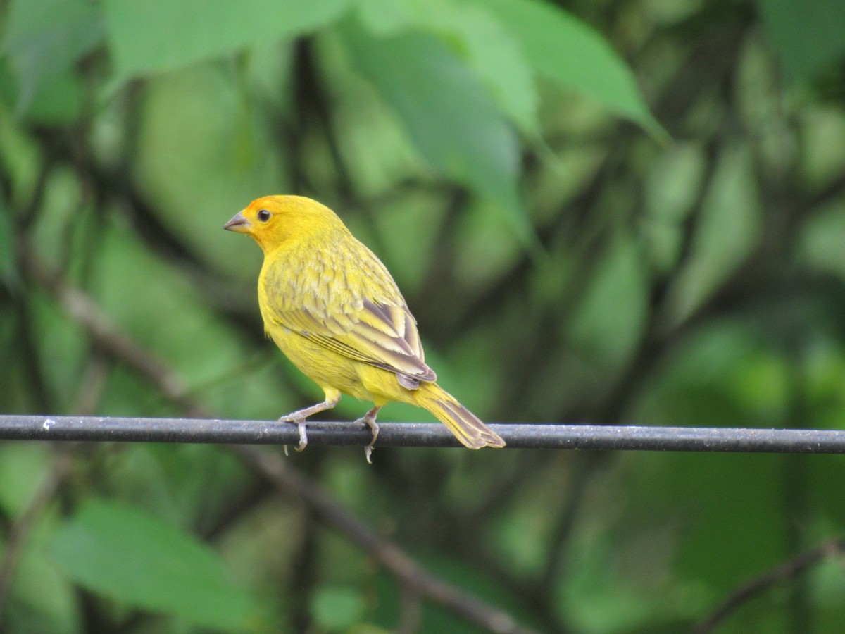 Saffron Finch - Marcos Antônio de Souza