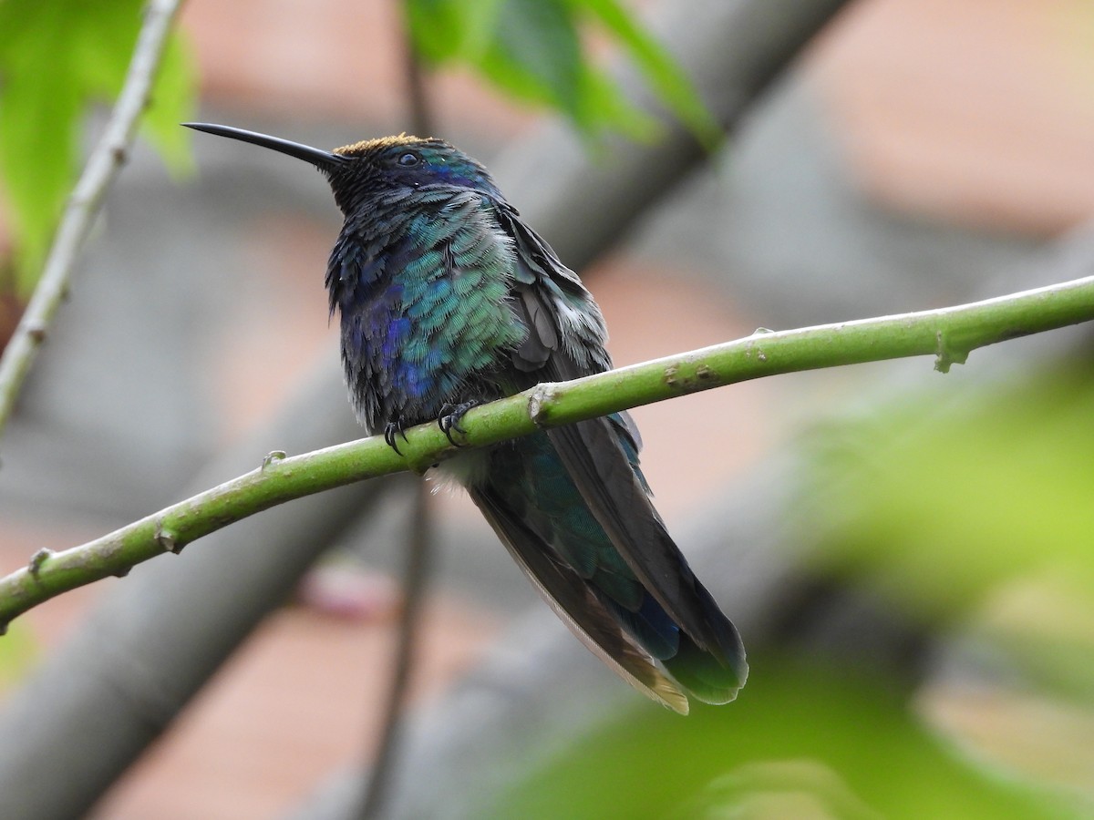 Colibrí Rutilante - ML609935309