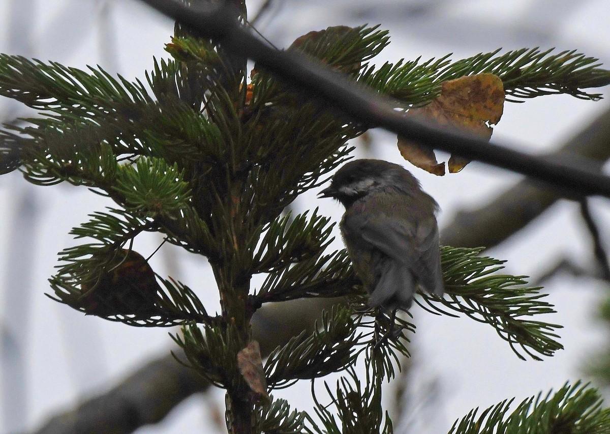 Boreal Chickadee - ML609935315