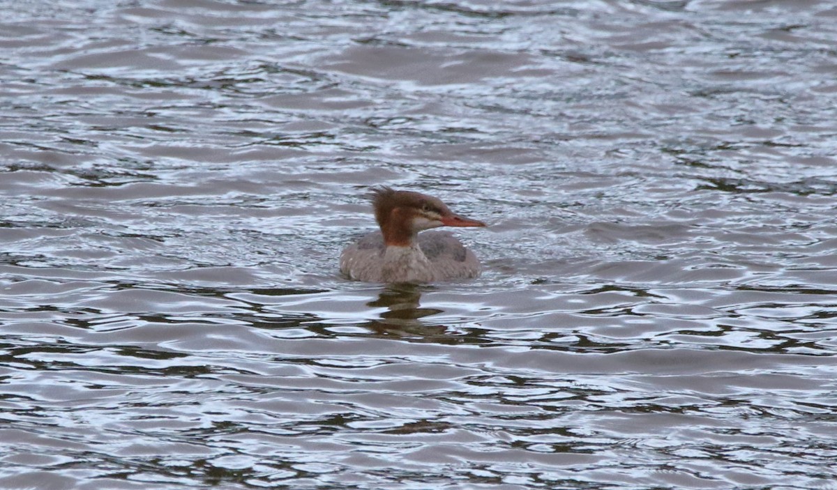 Common Merganser - ML609935324