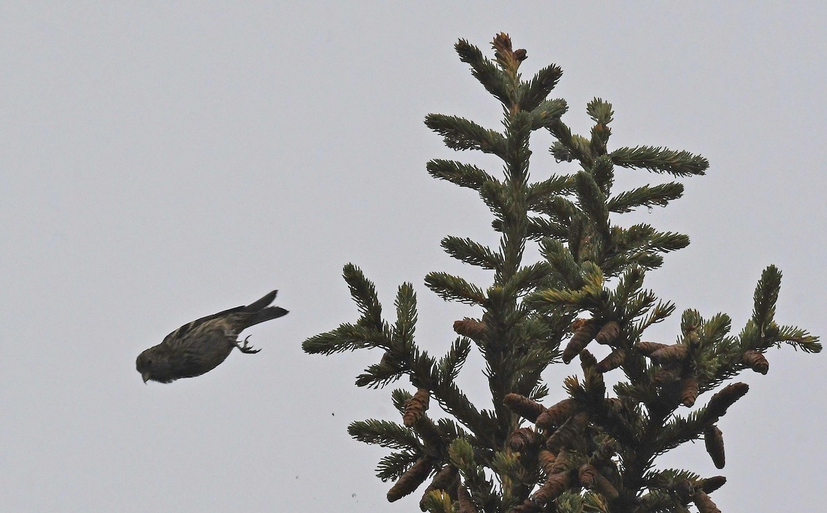 White-winged Crossbill - ML609935362