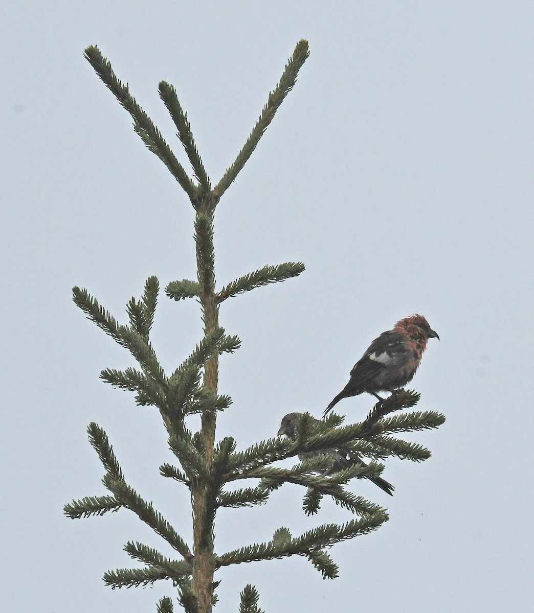 White-winged Crossbill - ML609935369