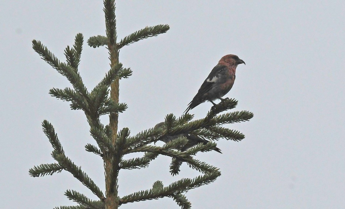 White-winged Crossbill - ML609935379