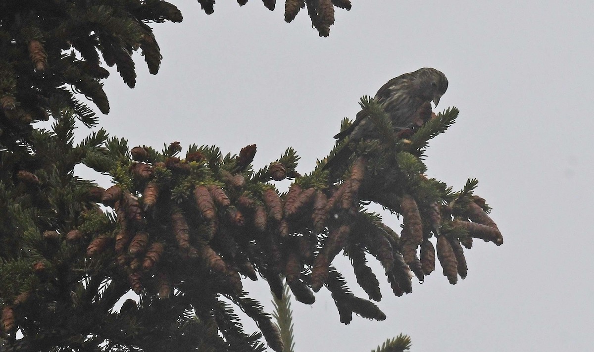 White-winged Crossbill - ML609935400