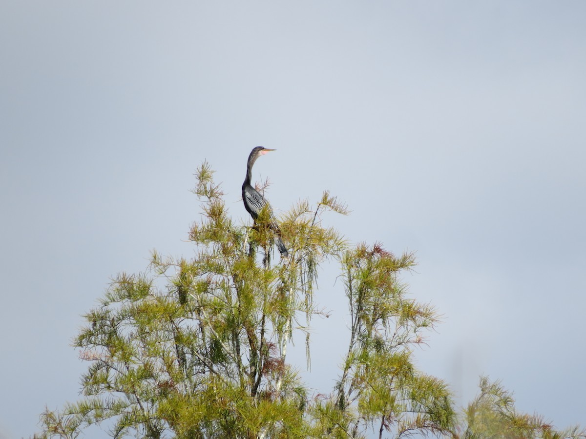 Amerika-Schlangenhalsvogel - ML609935407