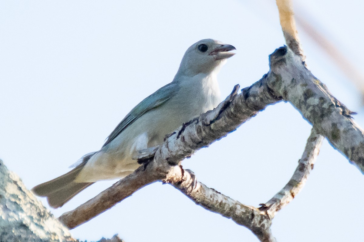 Sayaca Tanager - ML609935439