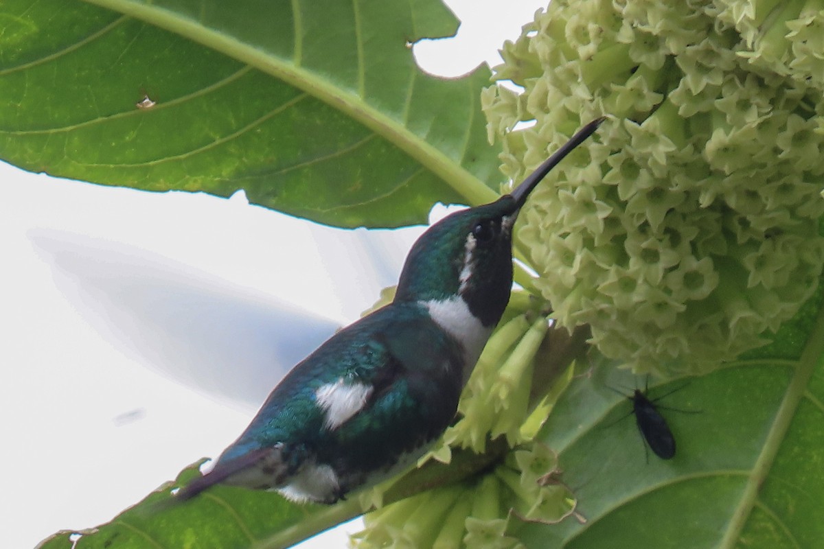 White-bellied Woodstar - Raúl Castillo Albadan