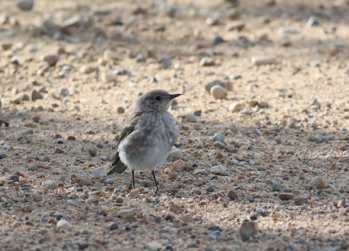 Mountain Bluebird - ML609935505