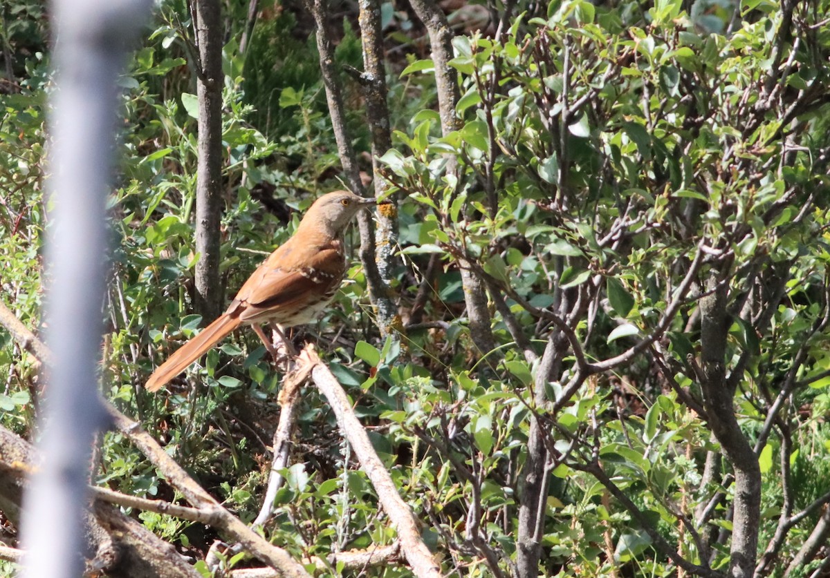 Brown Thrasher - ML609935514