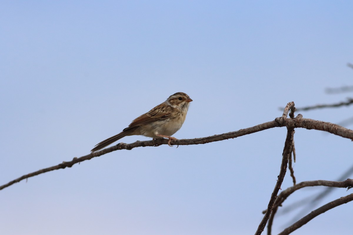 Clay-colored Sparrow - ML609935528