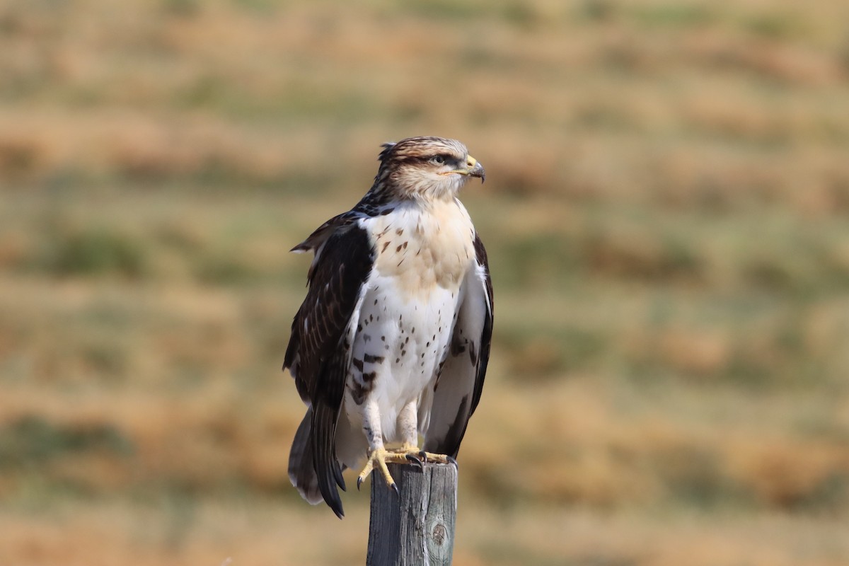 Königsbussard - ML609935585