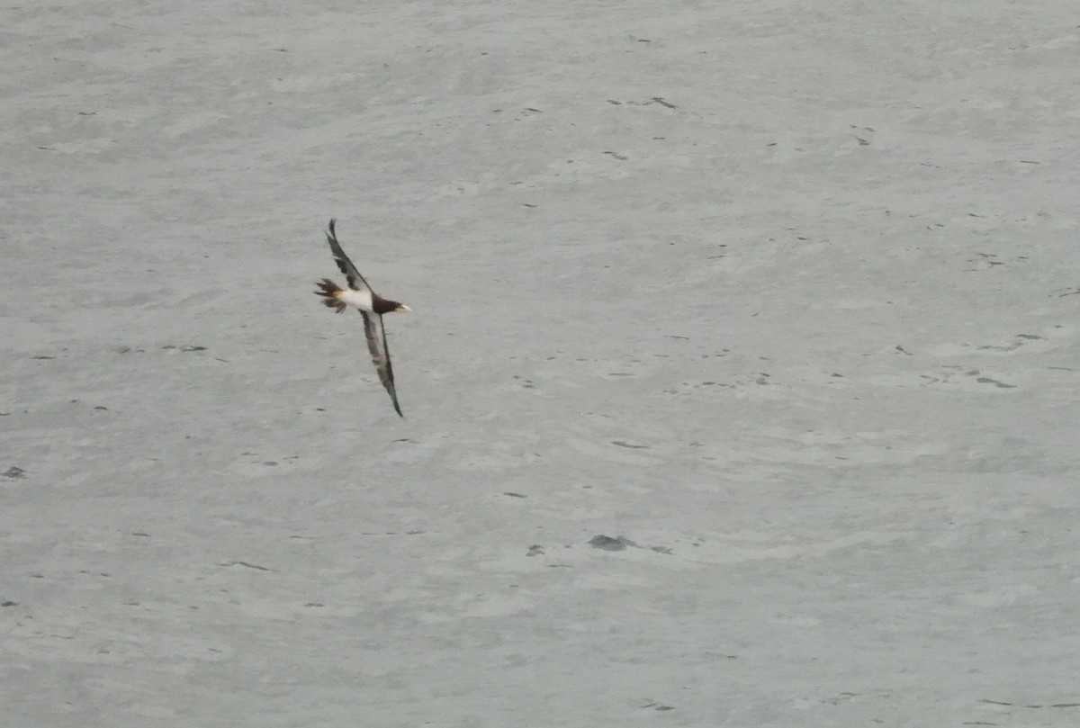 Brown Booby - Jon Iratzagorria Garay