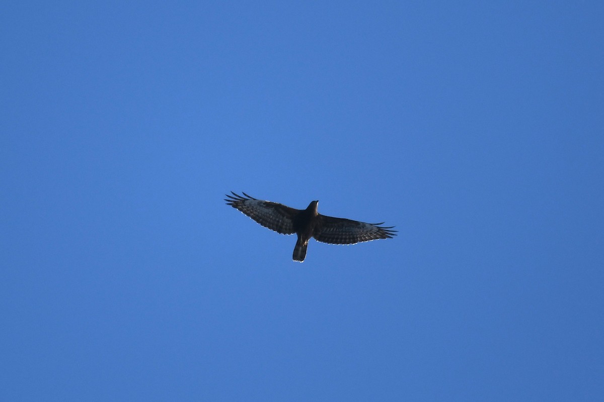 European Honey-buzzard - ML609935858