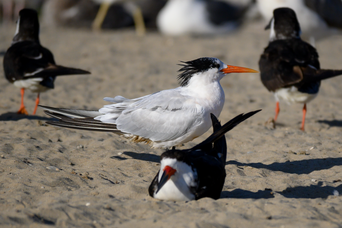 Elegant Tern - ML609935877