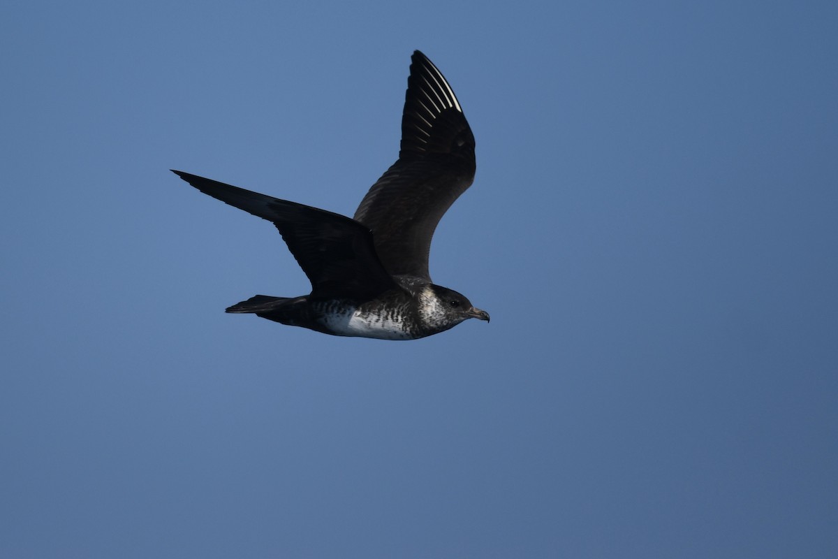 Pomarine Jaeger - Andre Vieira
