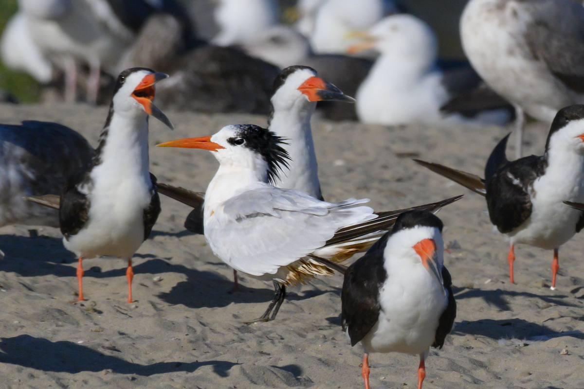 Elegant Tern - ML609935903