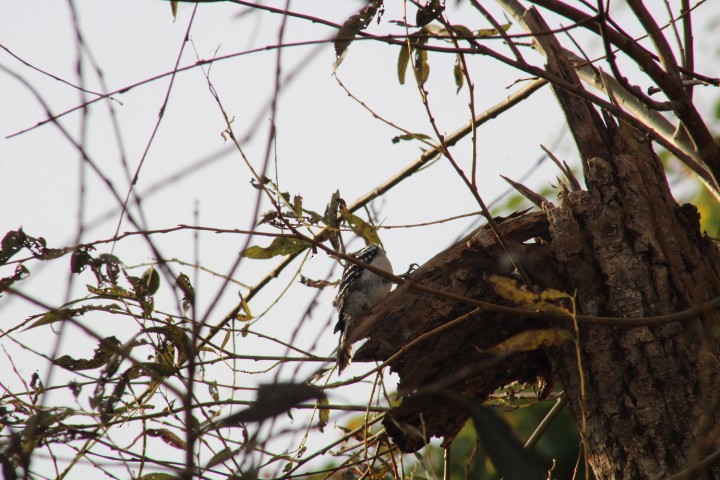 Downy Woodpecker (Eastern) - ML609935994