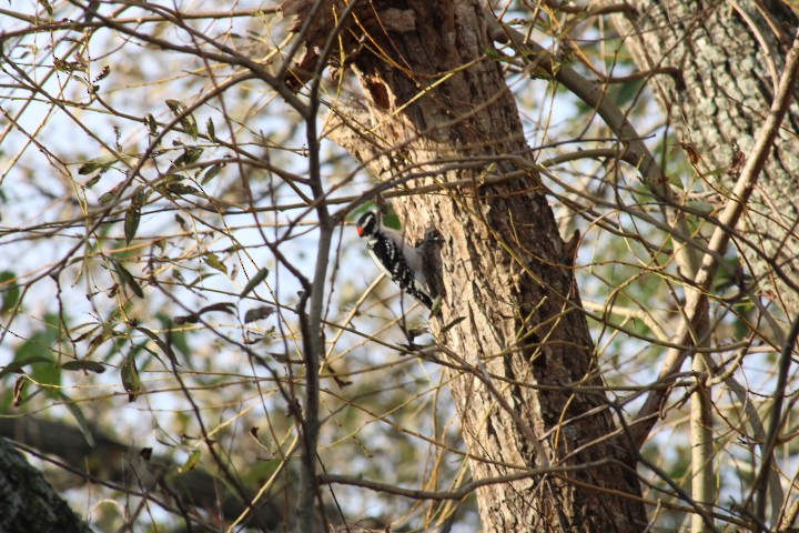 Downy Woodpecker (Eastern) - ML609935995