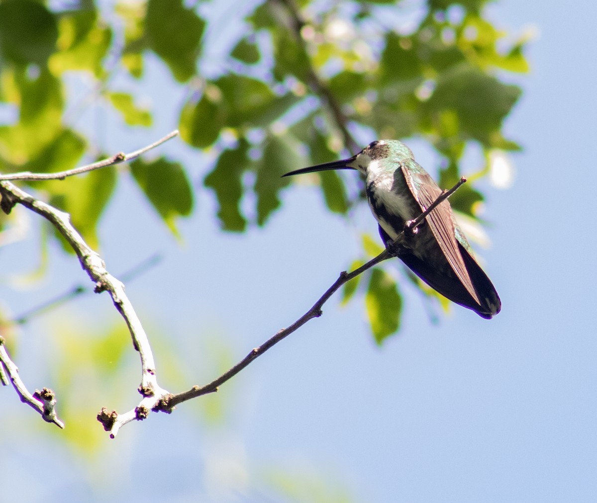 Green-breasted Mango - ML609936137