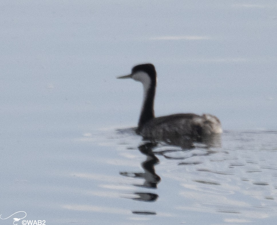 Western Grebe - William Blodgett Jr.